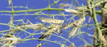locust spray control
